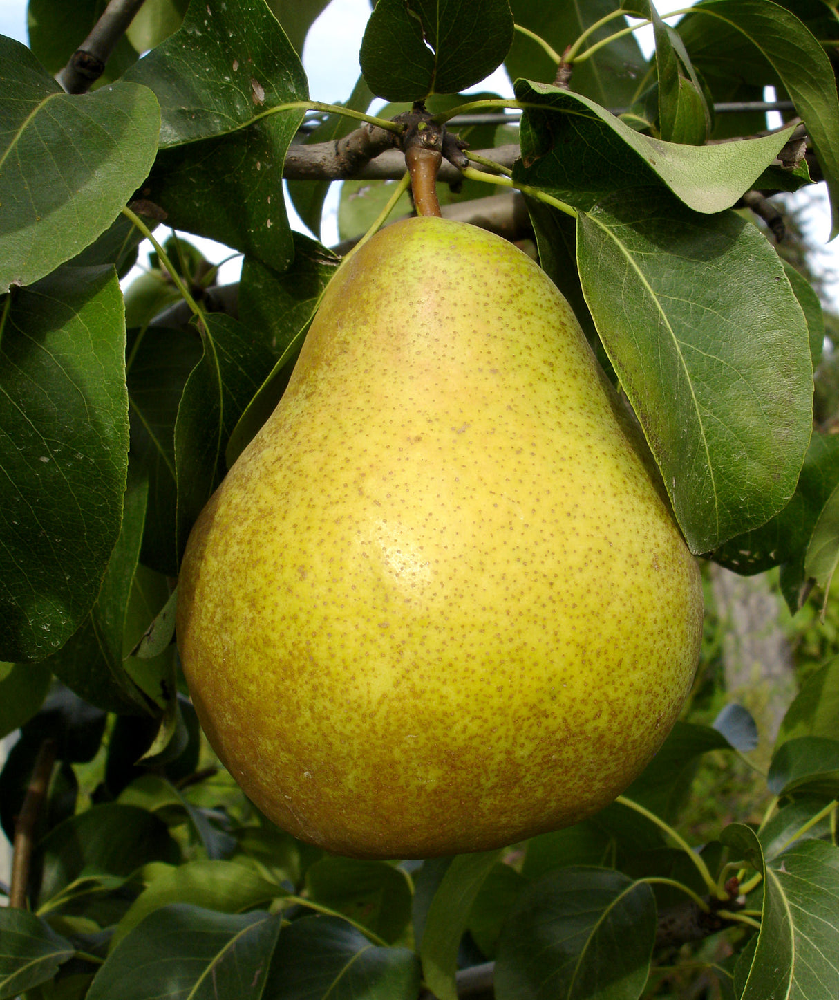 Pomi Fructiferi - Par Untoasa Hardy - Anul 2 - 1 buc