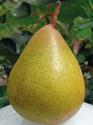 Pomi Fructiferi - Par Untoasa Hardy - Anul 2 - 1 buc