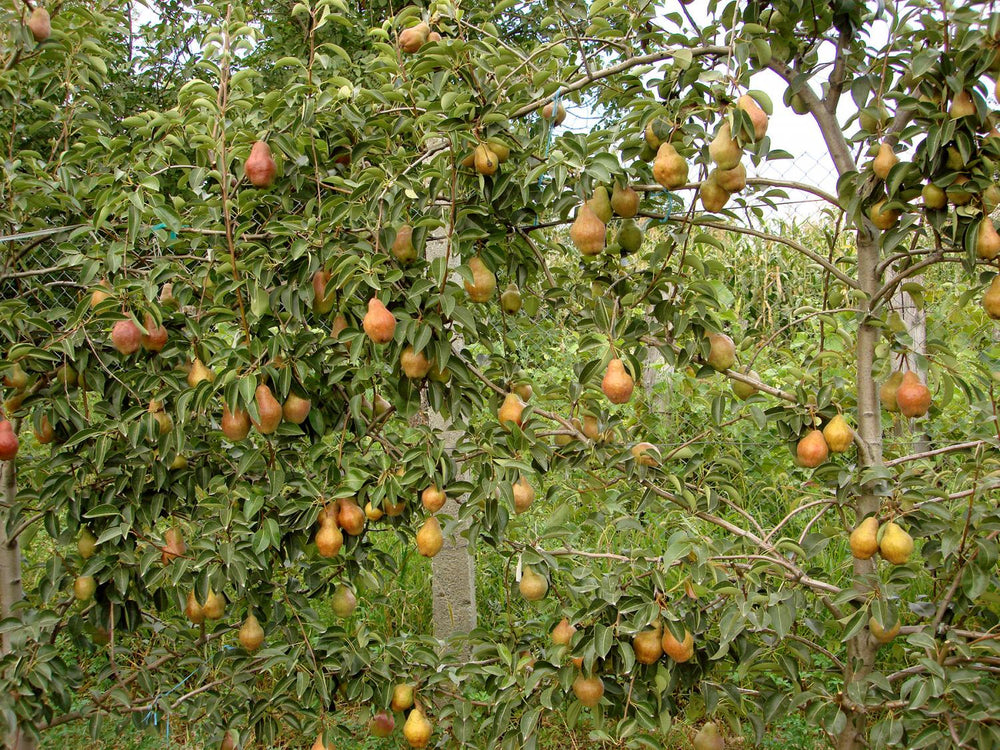 Pomi Fructiferi - Par - Williams - Rosu - Anul 2 - 1 buc