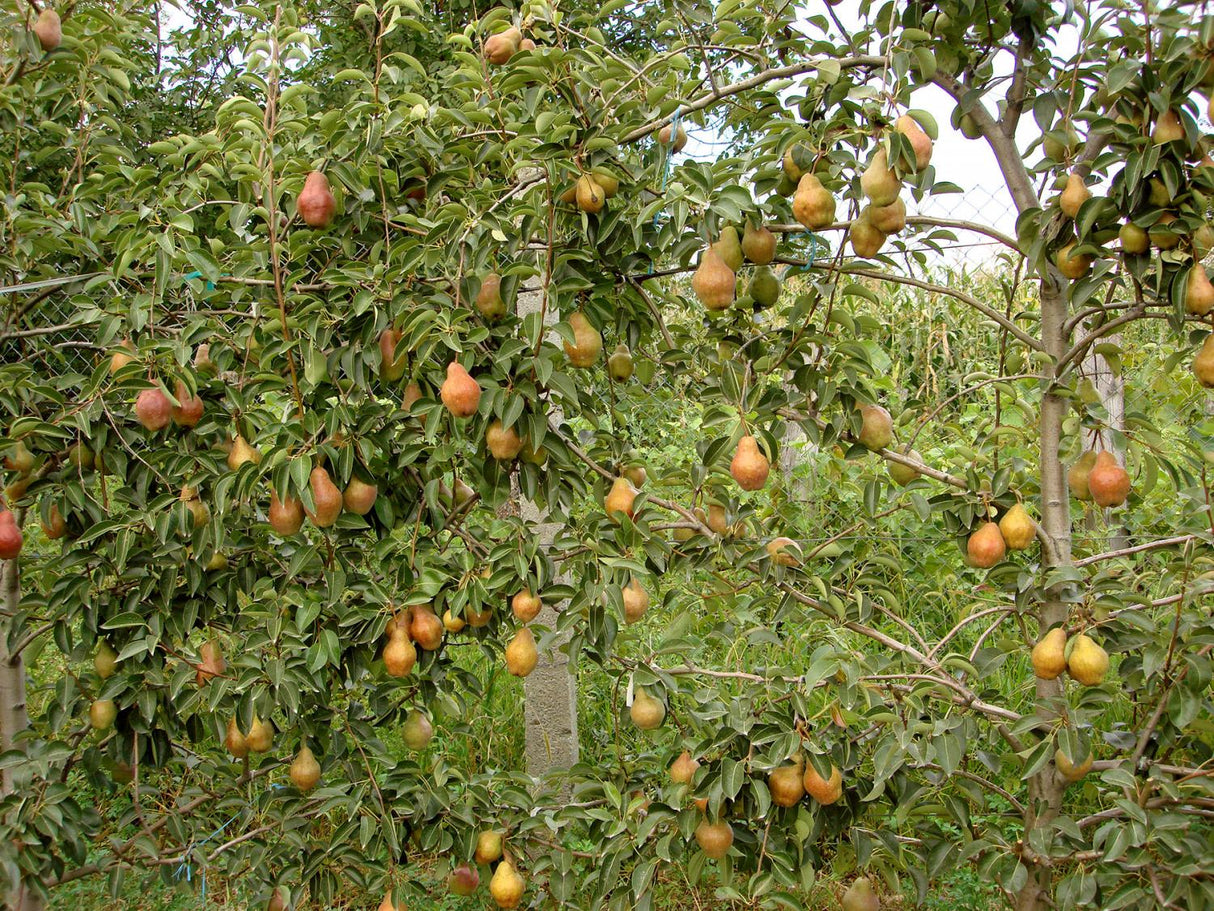 Pomi Fructiferi - Par - Williams - Rosu - Anul 2 - 1 buc
