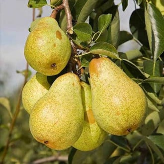 Pomi Fructiferi - Par de Toamna Columnar - Ghiveci - 1 buc