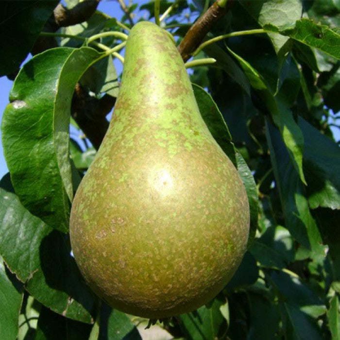 Pomi Fructiferi - Par Conference - Anul 2 - 1 buc