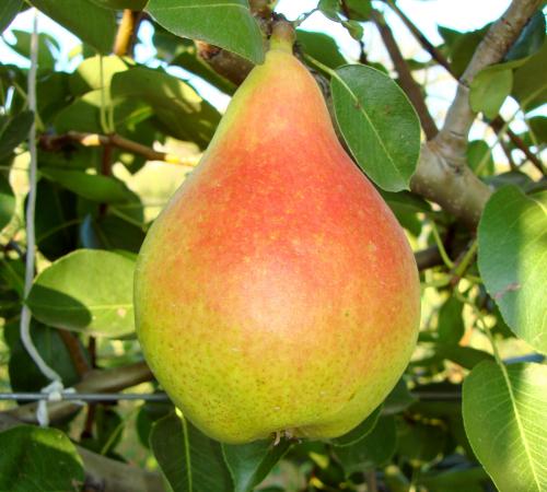 Pomi Fructiferi - Par - Monica - Anul 2 - 1 buc