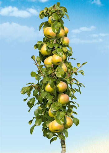 Pomi Fructiferi - Par de Toamna Columnar - Ghiveci - 1 buc