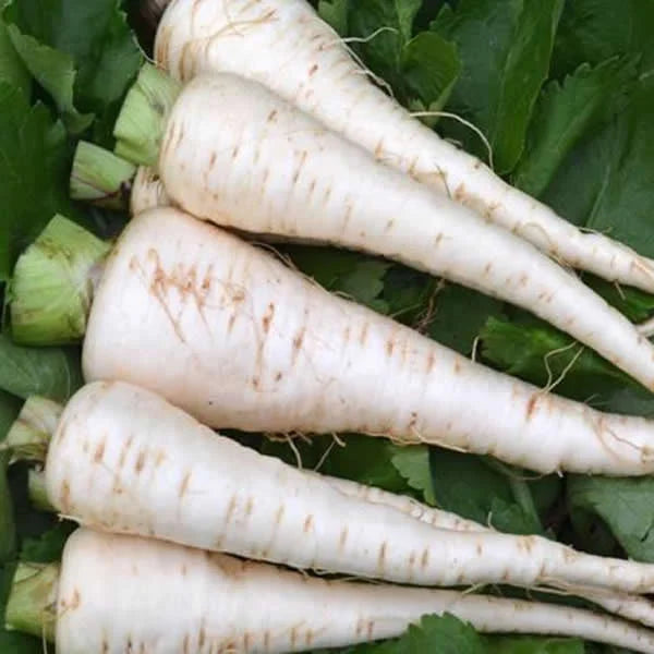 Seminte de Pastarnac "Guernsey", 4g