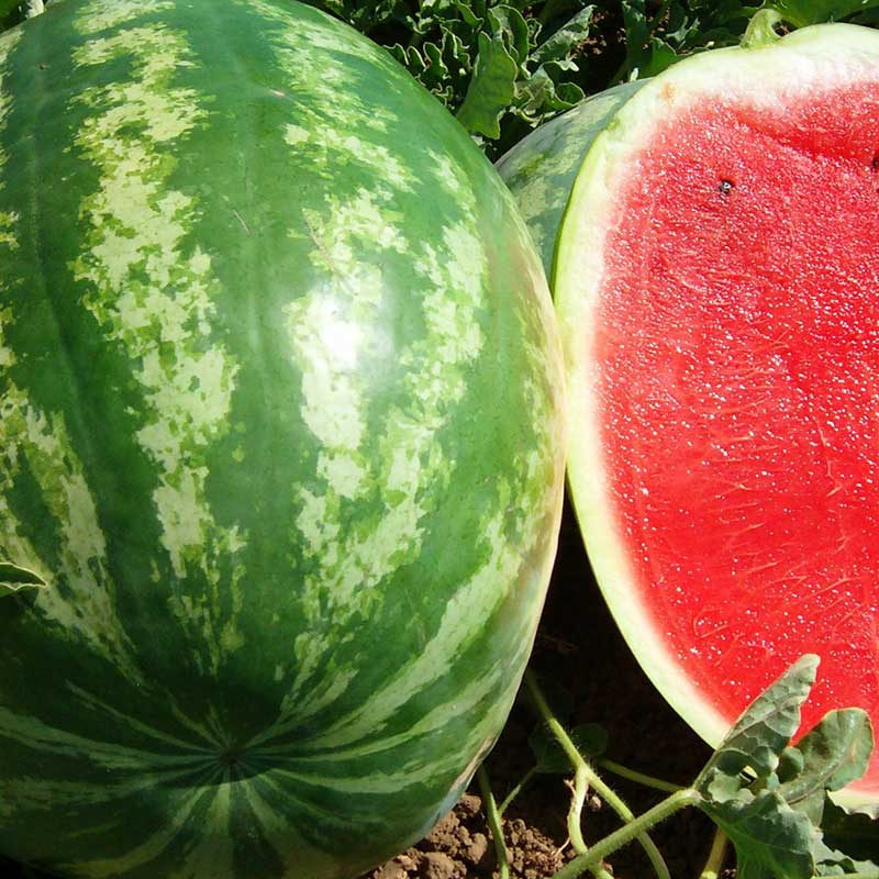 Seminte de Pepene Verde Hibrid "Crimson Giant",3 gr