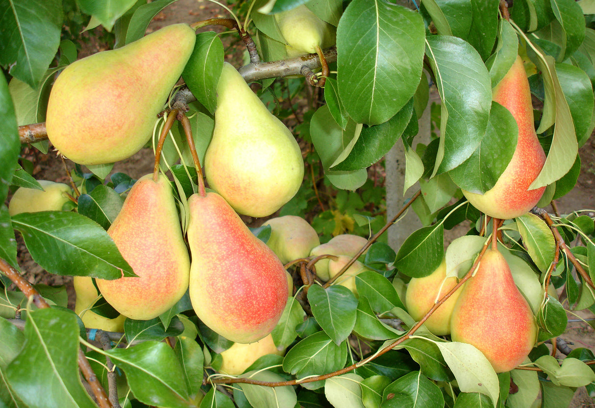 Pomi Fructiferi - Par - Monica - Anul 2 - 1 buc