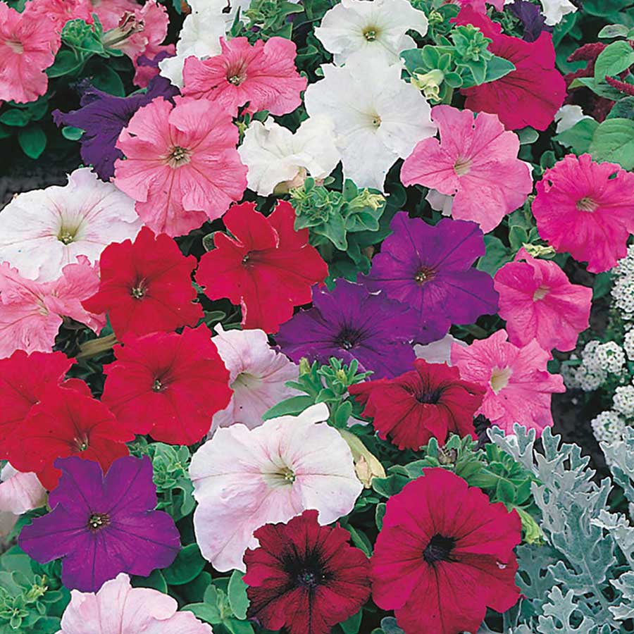 Seminte de Petunia Melanj,0.2 gr