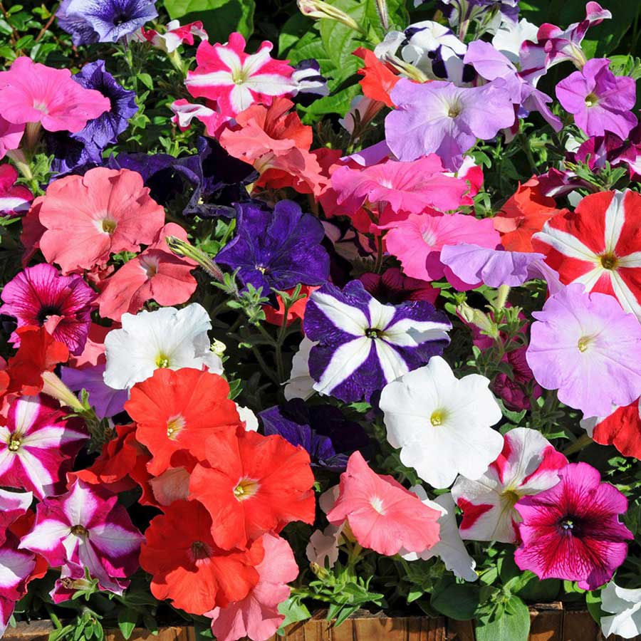 Seminte de Petunia Melanj,0.2 gr