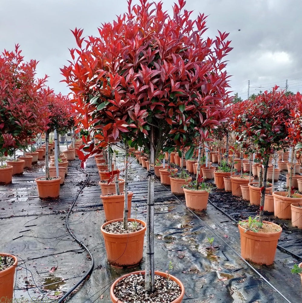 Photinia Fraseri Robusta Compacta, la Ghiveci de 18L, 60-75cm