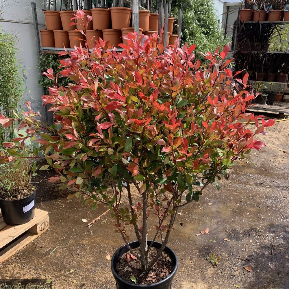 Photinia Fraseri Robusta Compacta, la Ghiveci de 18L, 60-75cm