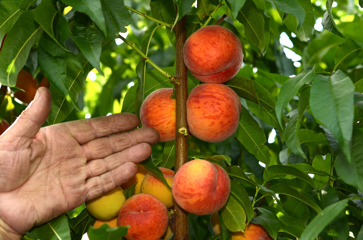Pomi Fructiferi - Piersic - Cardinal - Anul 2 - 1 buc
