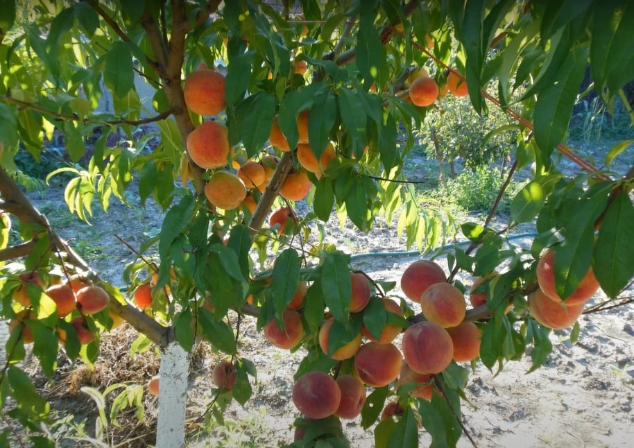 Pomi Fructiferi - Piersic - Triumf - Anul 2 - 1 buc