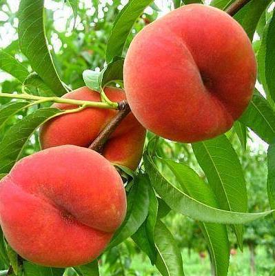 Pomi Fructiferi - Piersic - Alex - Anul 2 - 1 buc