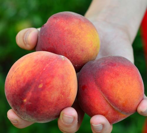 Pomi Fructiferi - Piersic - Superba de Toamna - Anul 3 - 1 buc