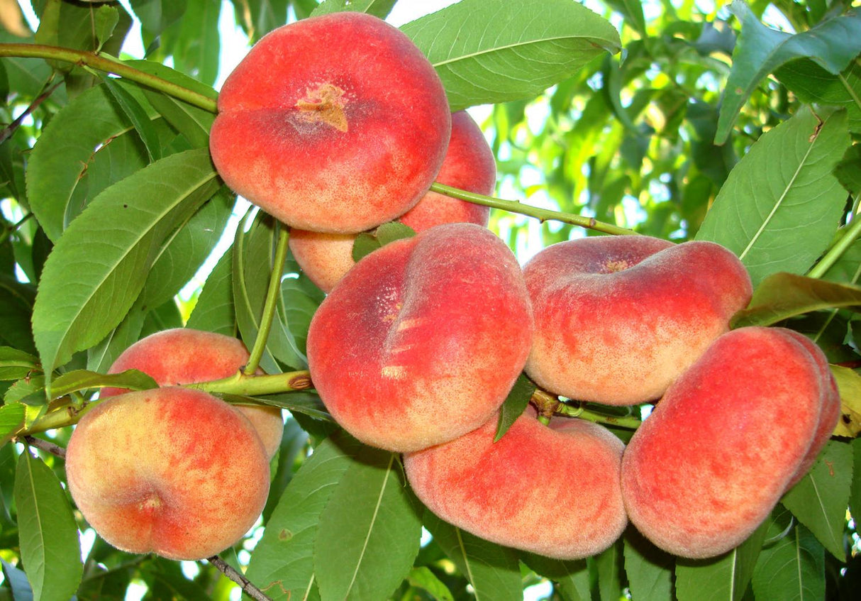 Pomi Fructiferi - Piersic - Paraguay Plat - Anul 3 - 1 buc