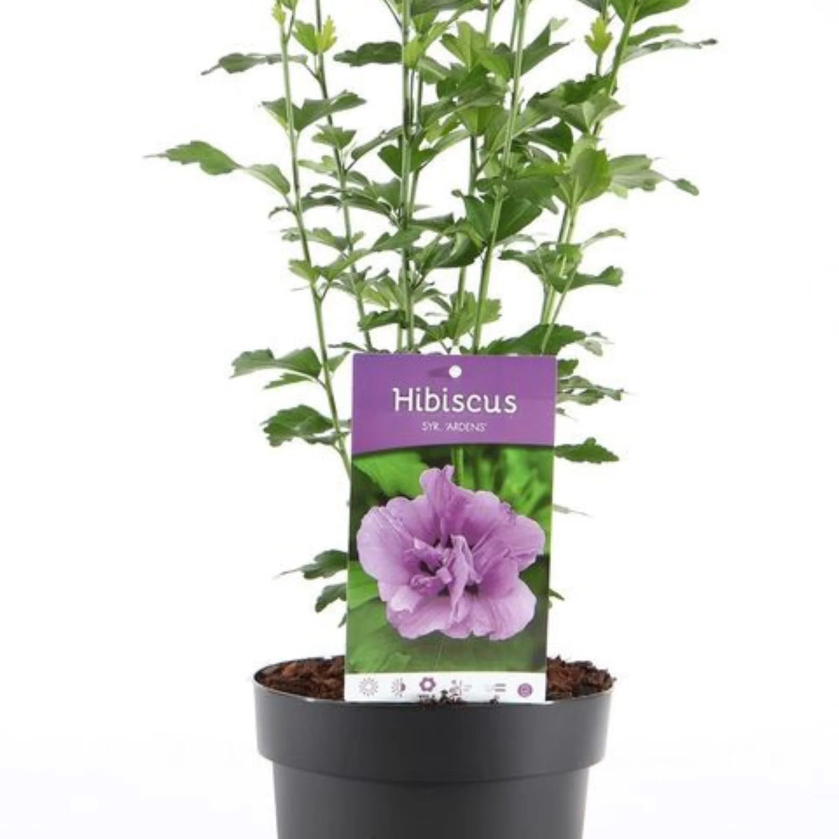 plante ornamentale1002