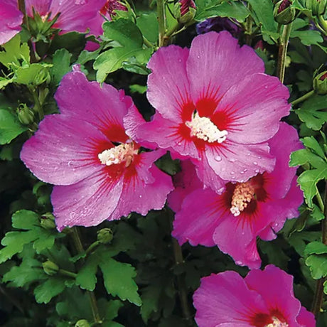 plante ornamentale1003