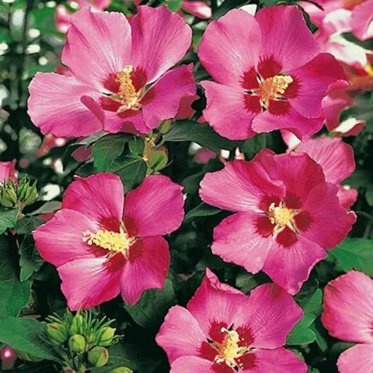 plante ornamentale1004