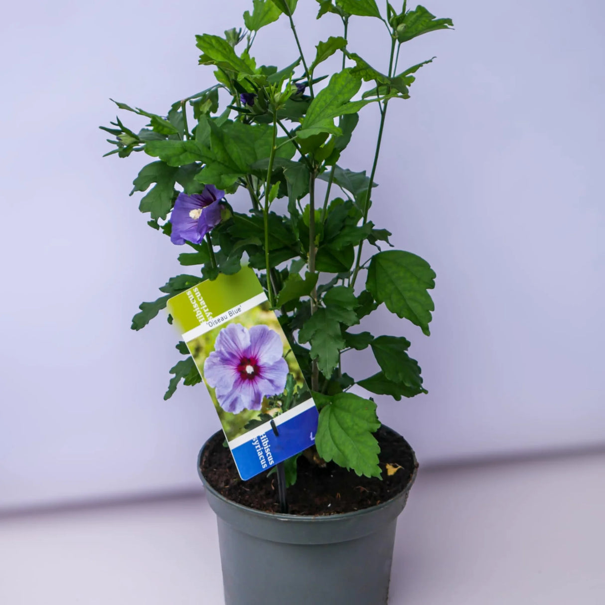 plante ornamentale1008