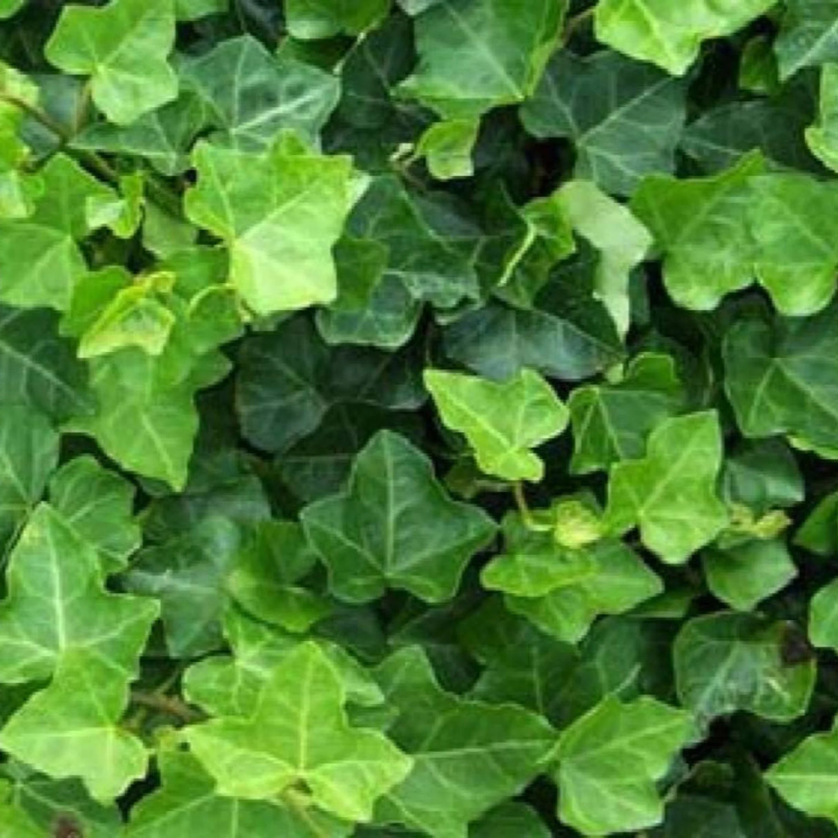 plante ornamentale1009