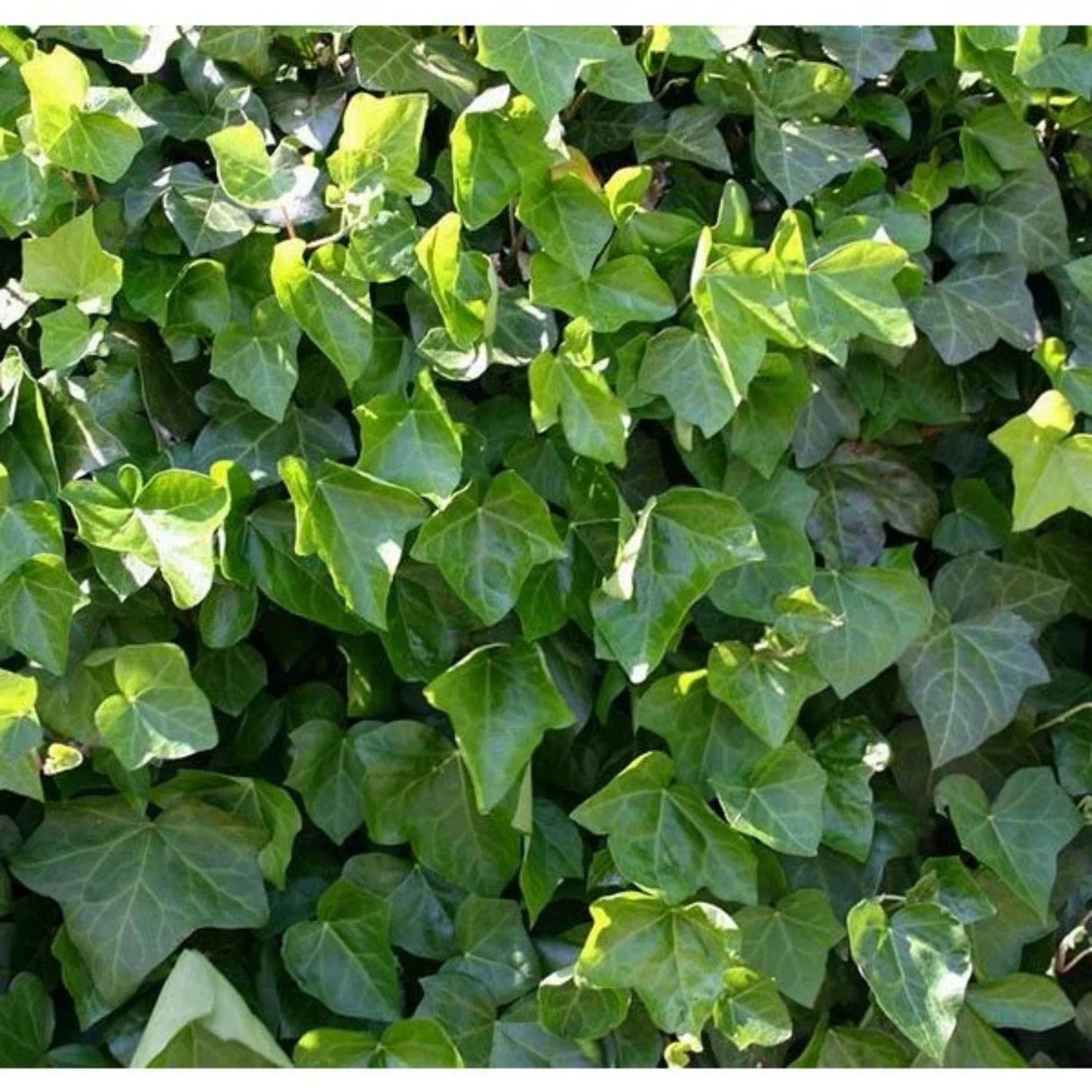 plante ornamentale1010