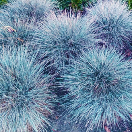 plante ornamentale1023