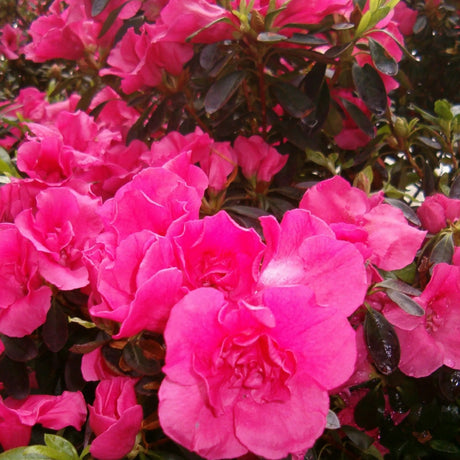 plante ornamentale1031