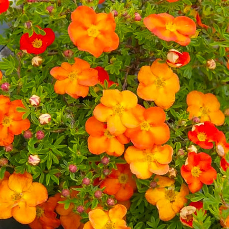 plante ornamentale115