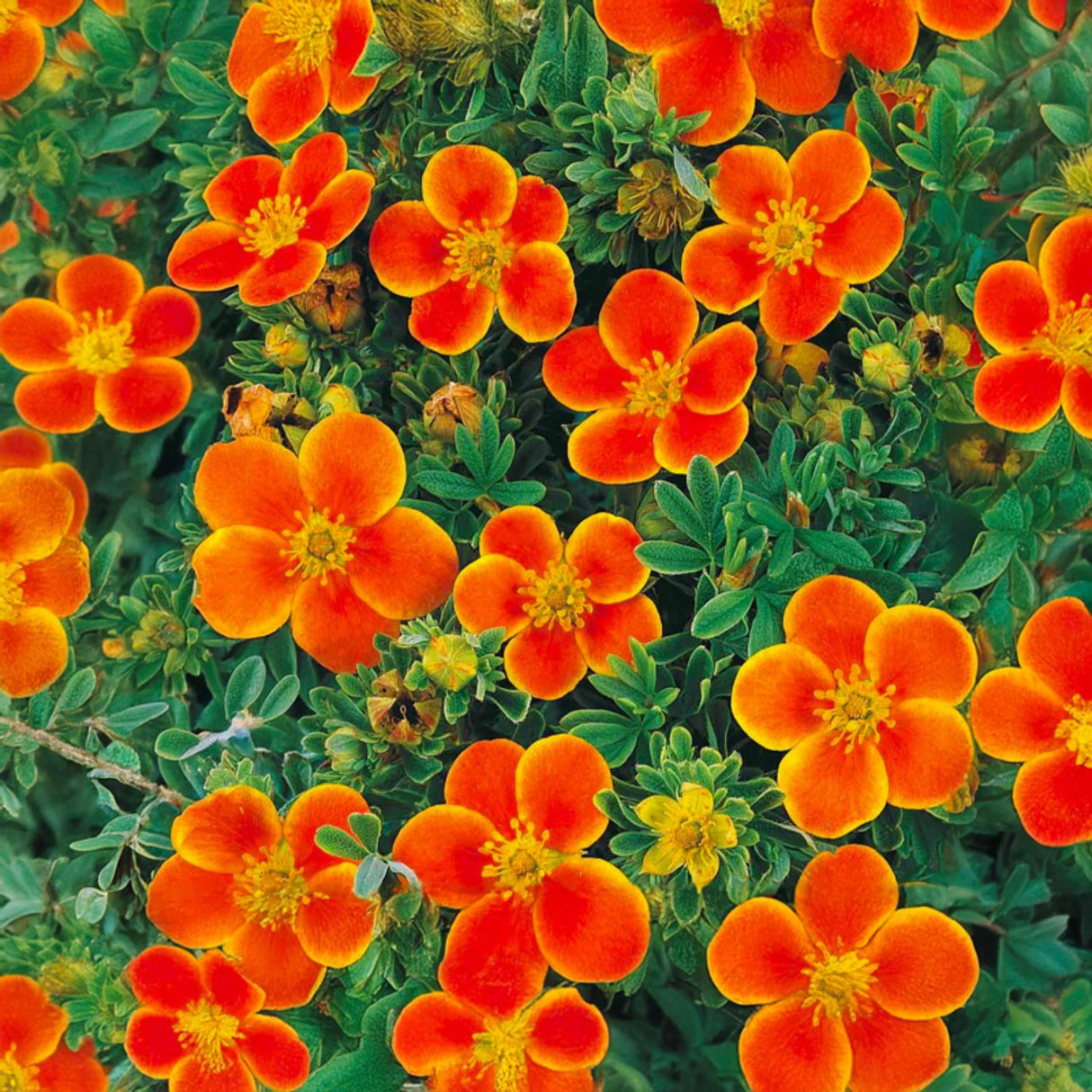 plante ornamentale117