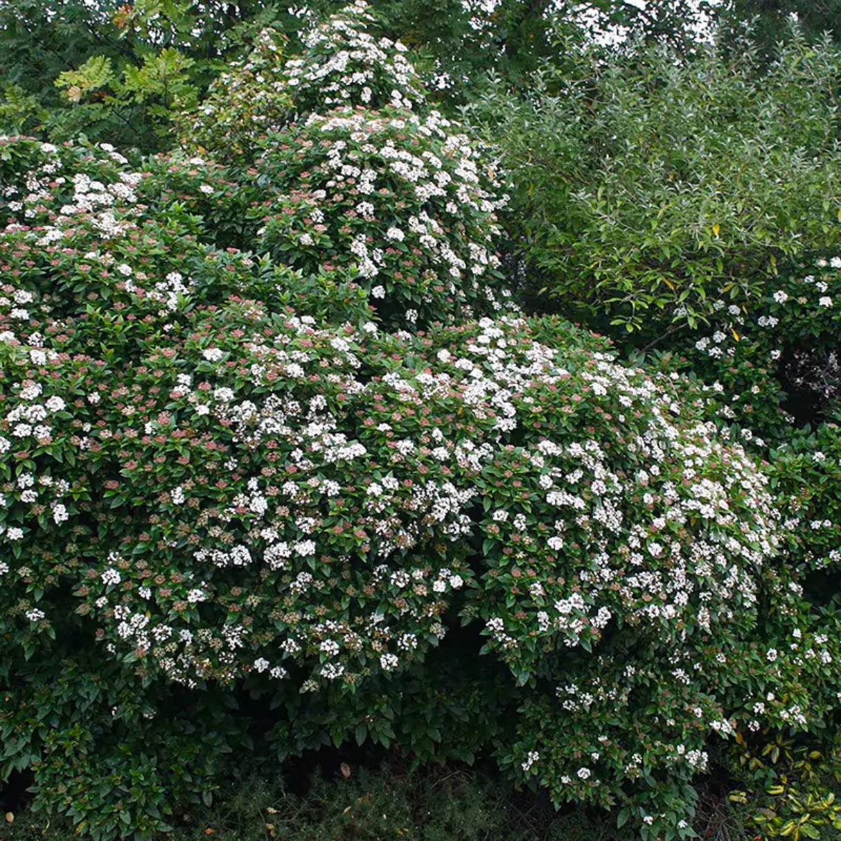 plante ornamentale118