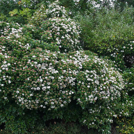 plante ornamentale118