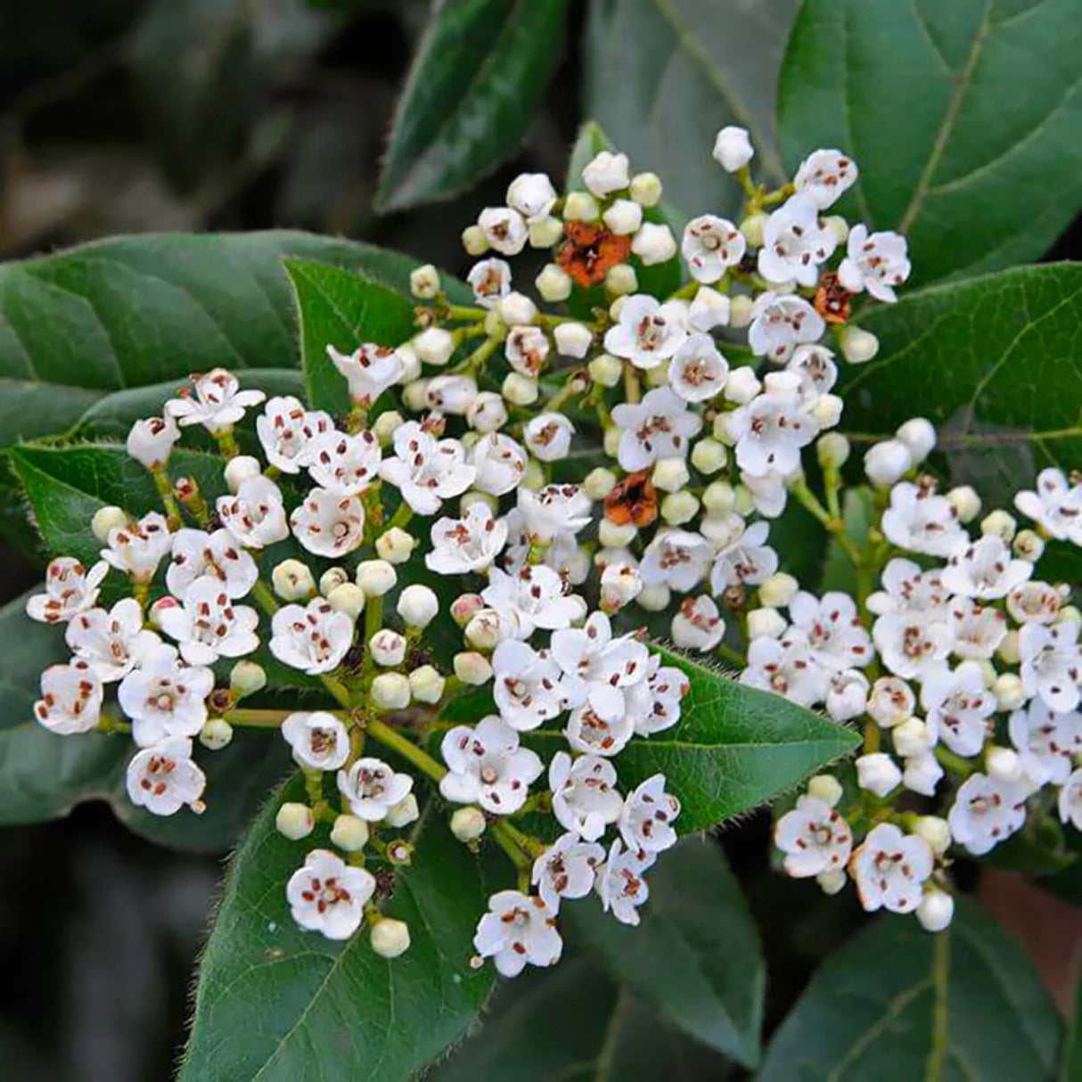 plante ornamentale119