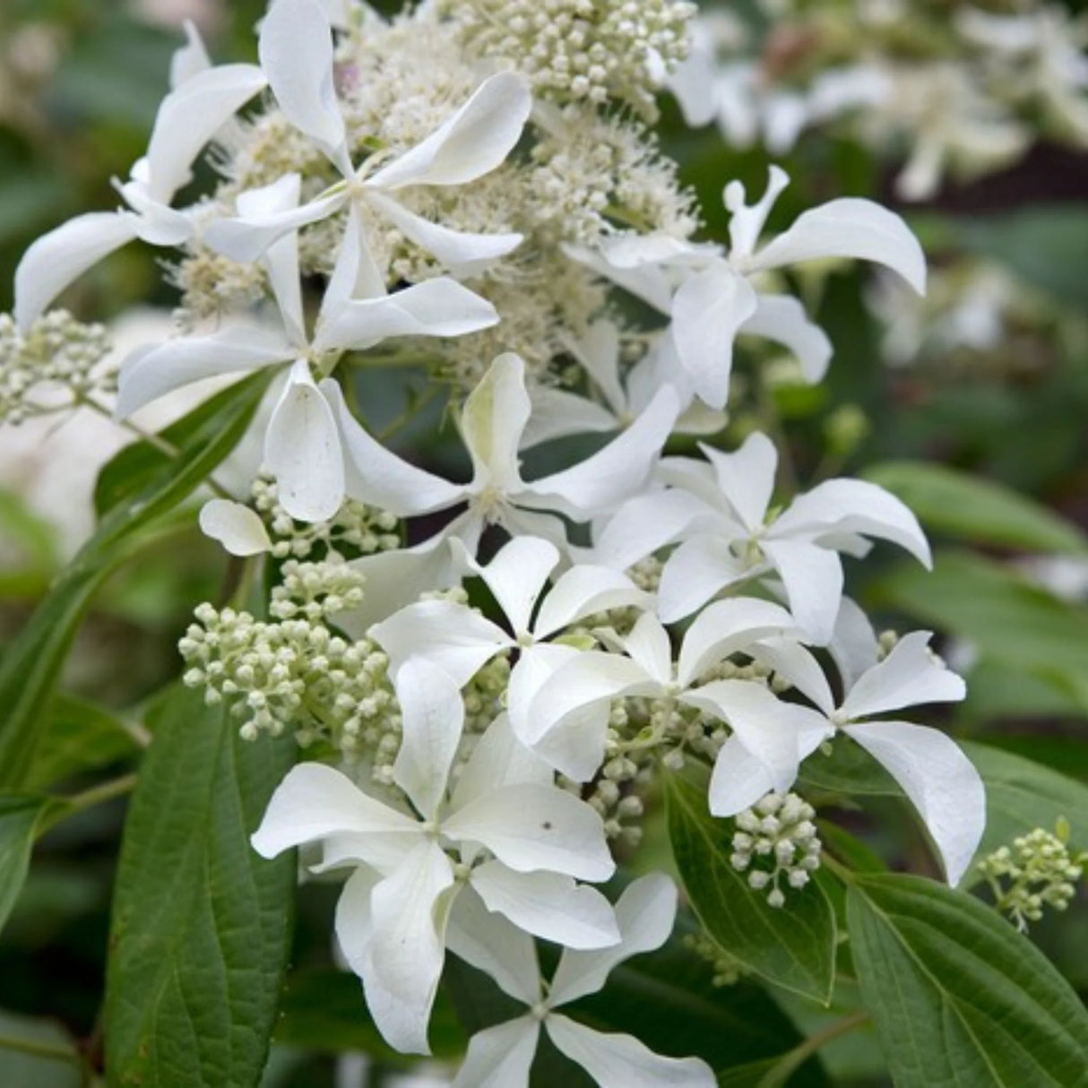 plante ornamentale1206