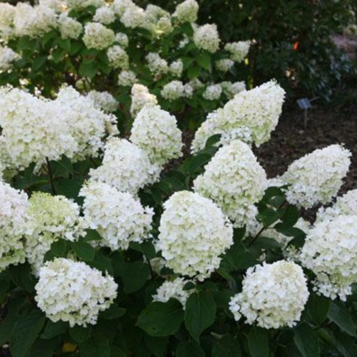 plante ornamentale1208