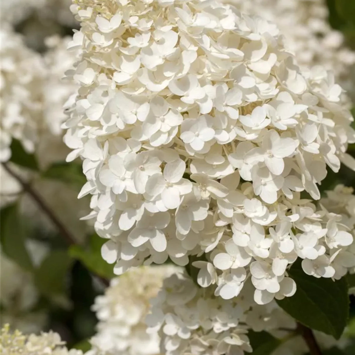 plante ornamentale1210