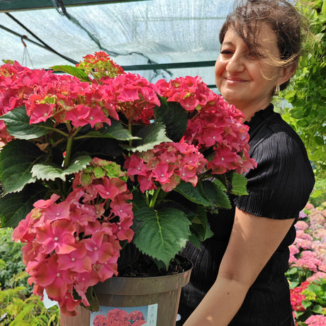 plante ornamentale1220