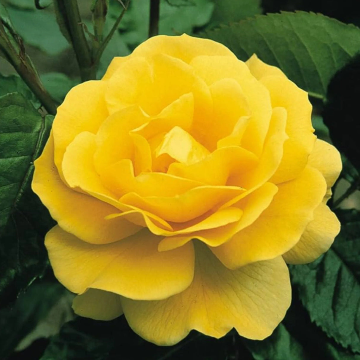 plante ornamentale1232