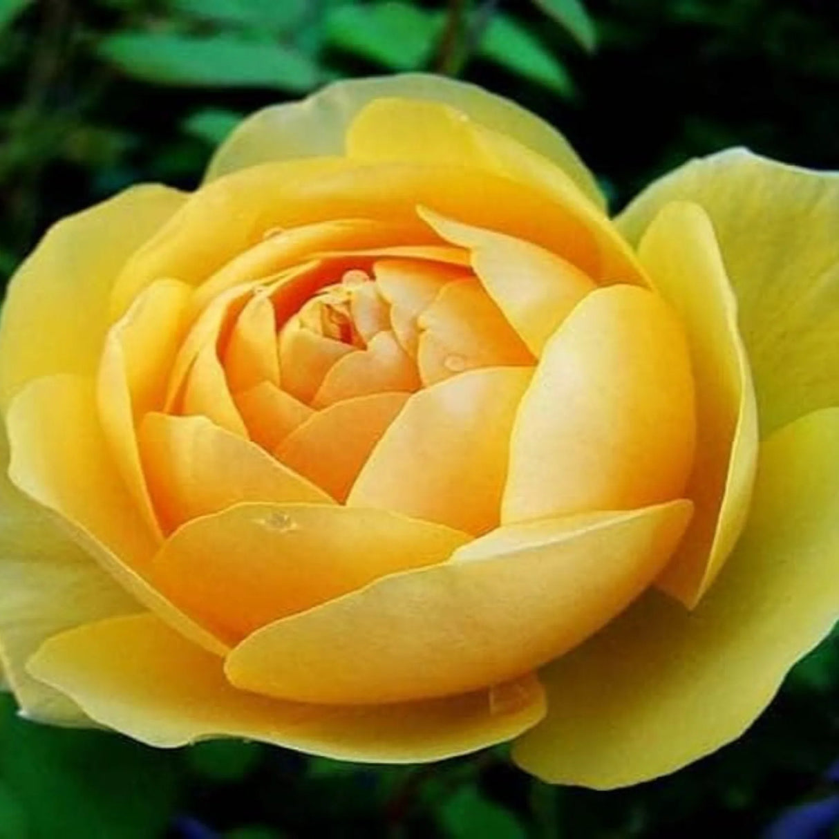 plante ornamentale1233