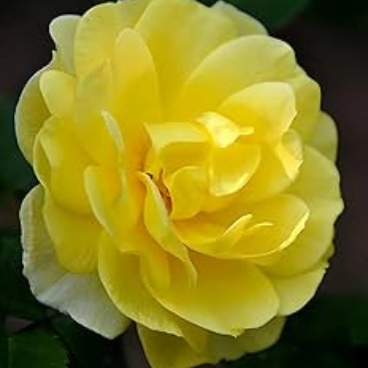 plante ornamentale1234