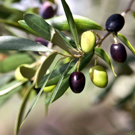 plante ornamentale1235