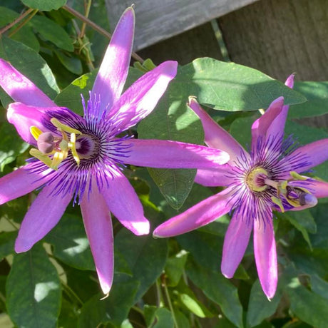 plante ornamentale1240