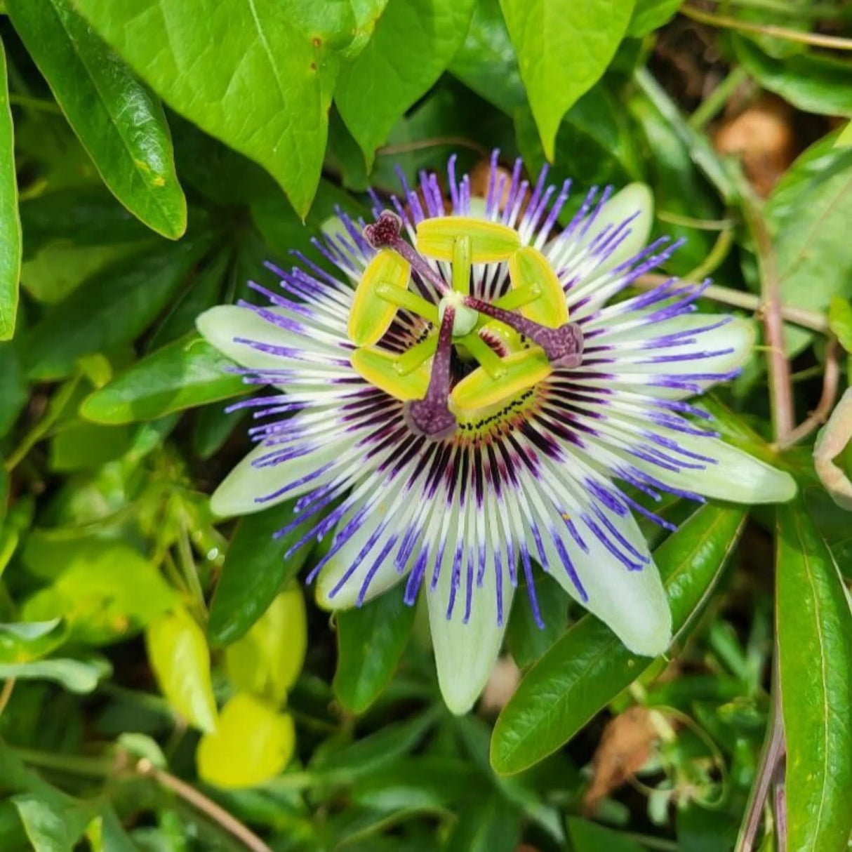 plante ornamentale1248