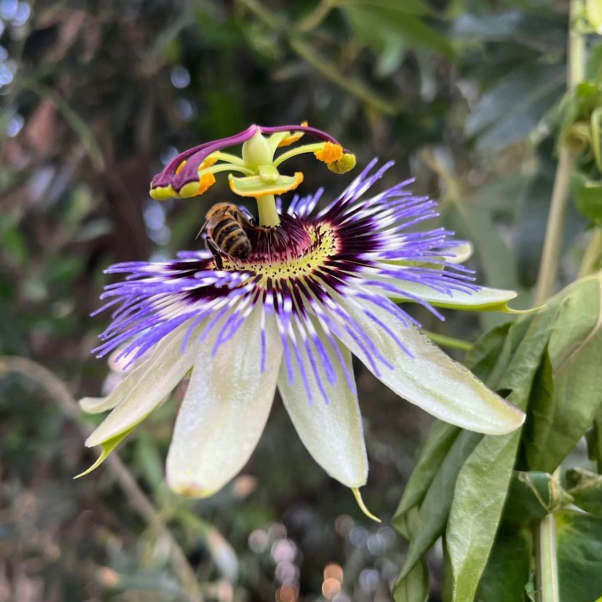 plante ornamentale1249