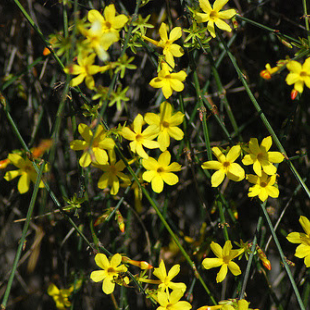 plante ornamentale1250