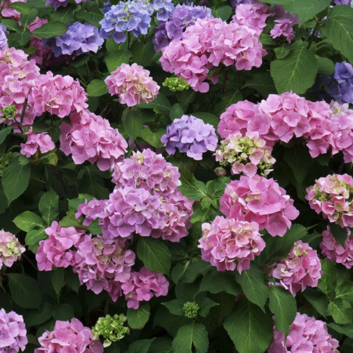 plante ornamentale1276