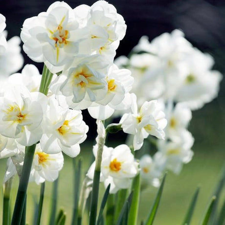 plante ornamentale1298