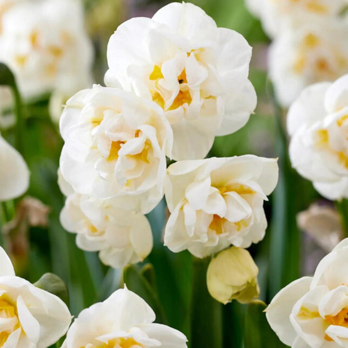 plante ornamentale1299