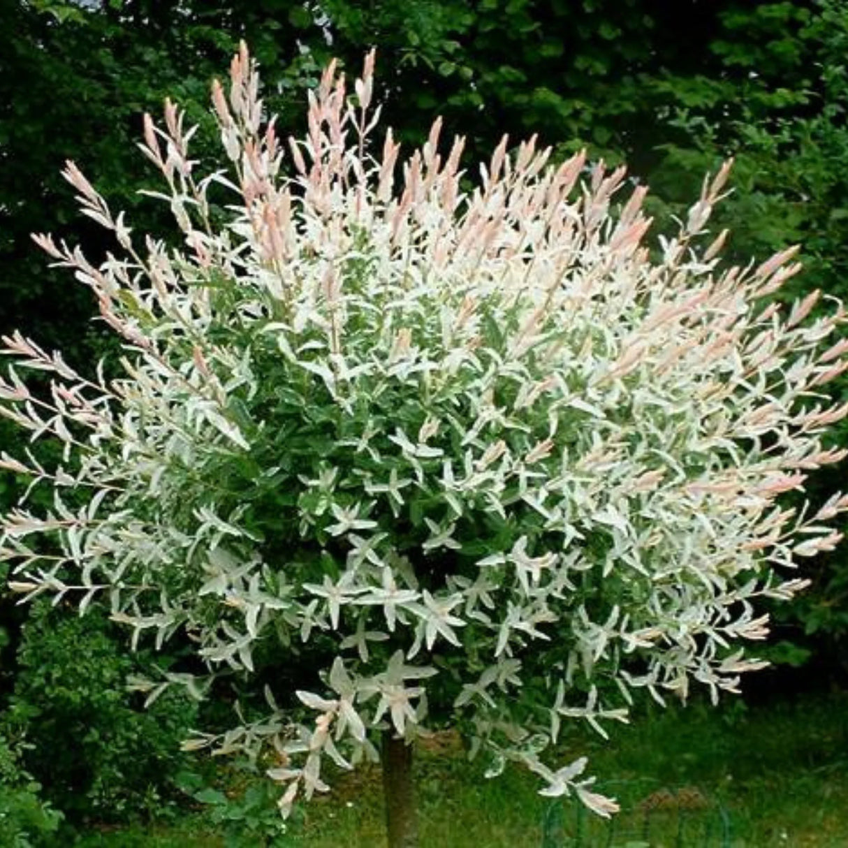 plante ornamentale1309