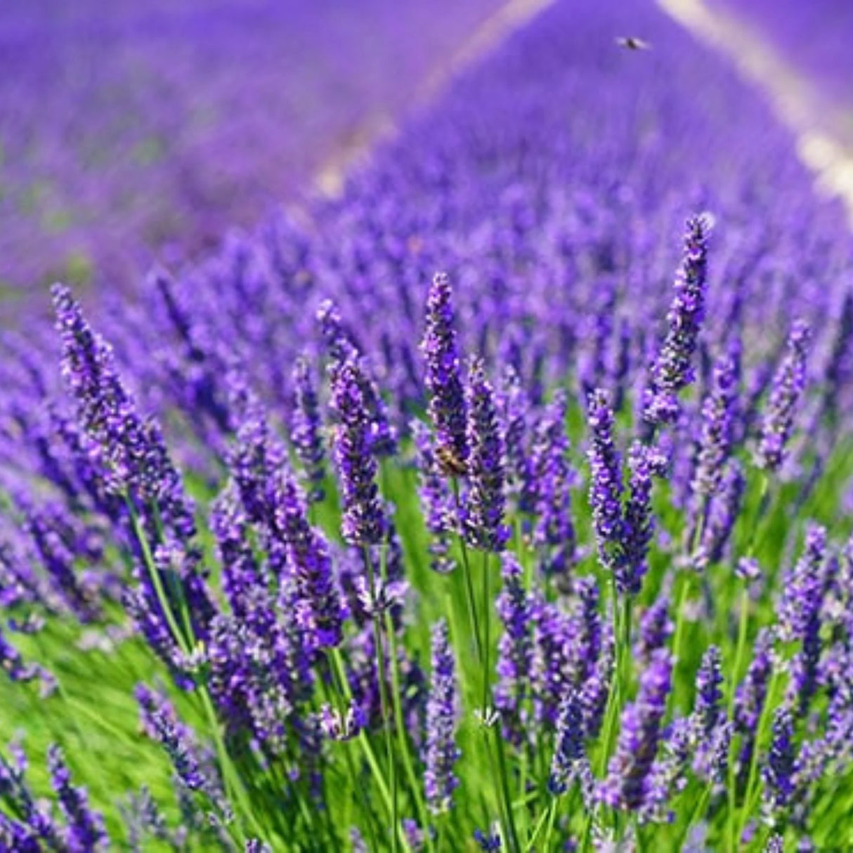 plante ornamentale1314